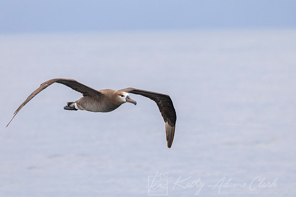 Black-footed albatross KAC0945
