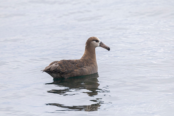 Black-footed albatross KAC0919