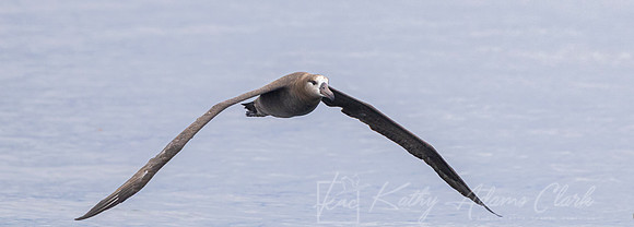 Black-footed albatross KAC0911