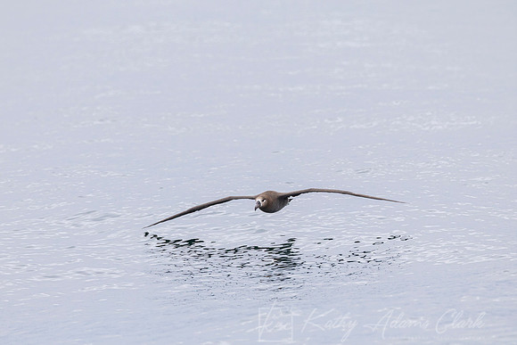 Black-footed albatross KAC0896
