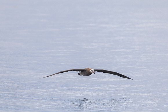 Black-footed albatross KAC0909