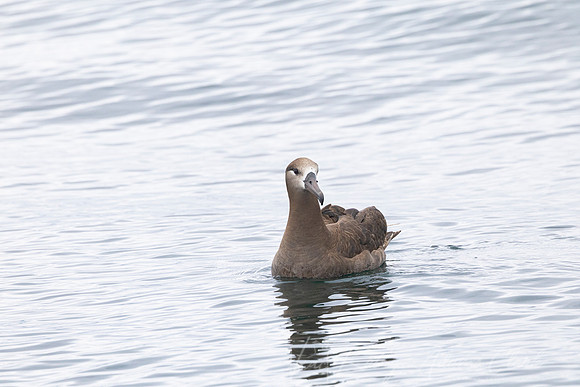 Black-footed albatross KAC0802
