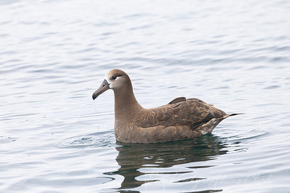 Black-footed albatross KAC0793