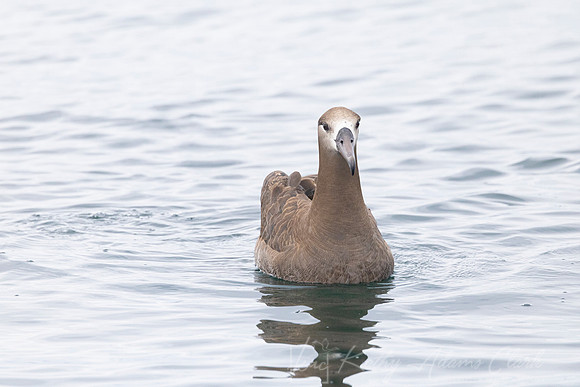 Black-footed albatross KAC0792