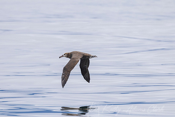 Black-footed albatross KAC0714