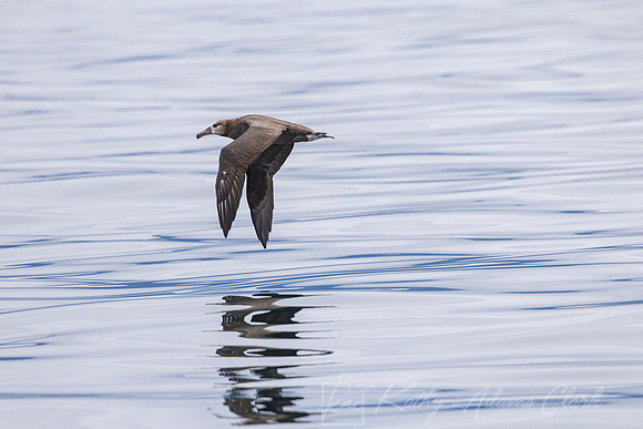 Black-footed albatross KAC0712