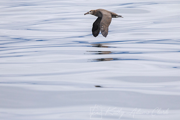Black-footed albatross KAC0709