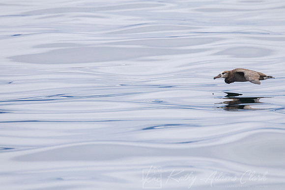 Black-footed albatross KAC0706