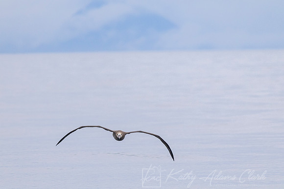 Black-footed albatross KAC0690