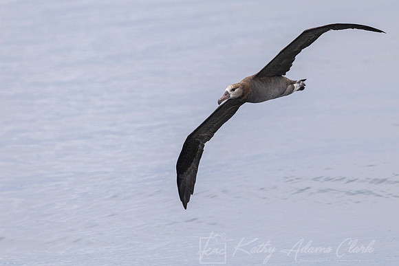 Black-footed albatross KAC0704