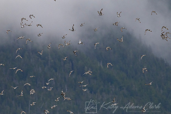 Black turnstone KAC1436