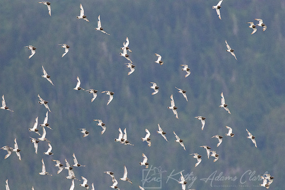 Black turnstone KAC1432