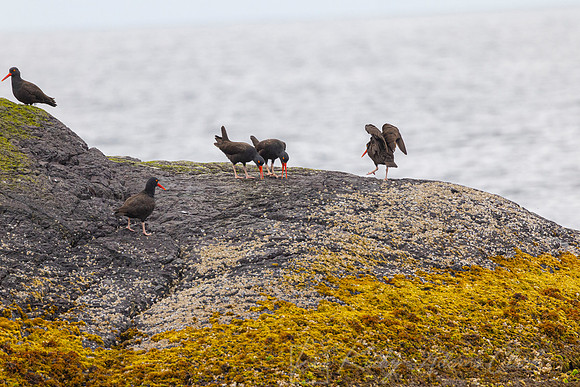 Black oystercatcher KAC0241