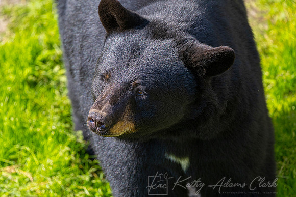 Black bear KAC0062