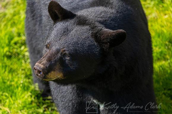 Black bear KAC0063