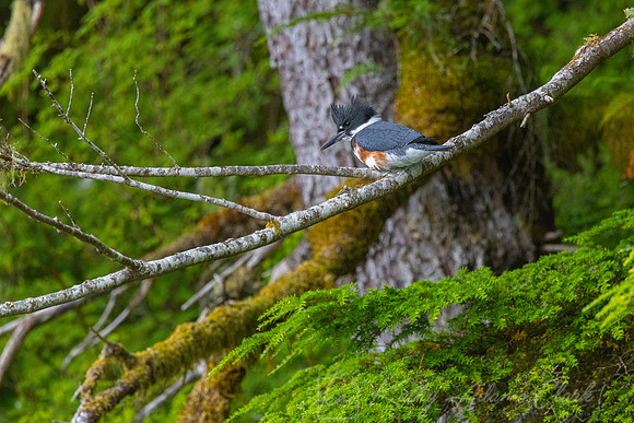 Belted kingfisher KAC0296