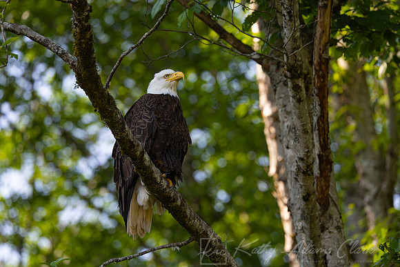Bald Eagle KAC0024