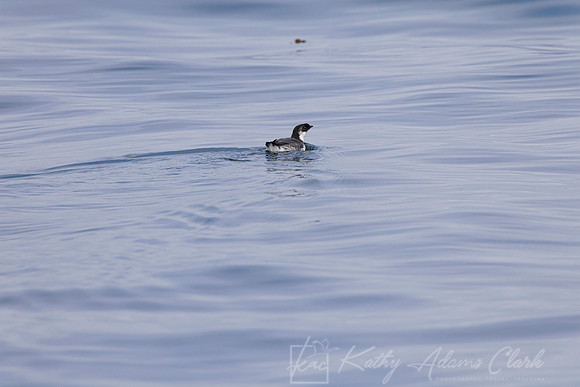 Ancient Murrelet KAC1341