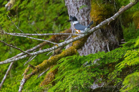 Belted kingfisher KAC0287