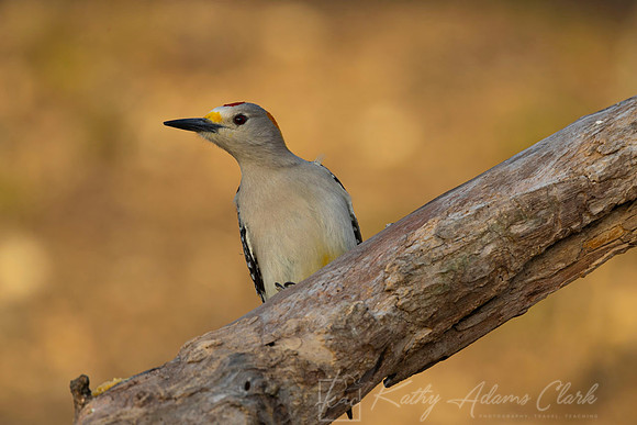 Golden-fronted woodpecker KAC9595
