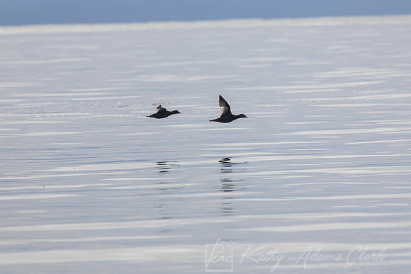 White-winged scoter KAC1872