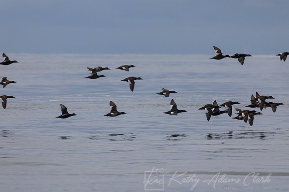 White-winged scoter KAC4796