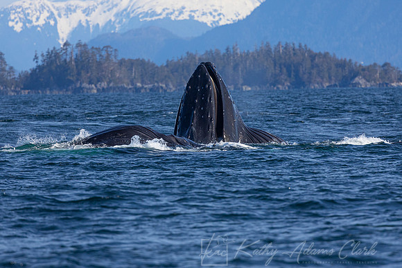 Humpback whale KAC3447