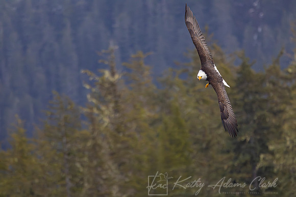 bald Eagle KAC2378-Enhanced-NR