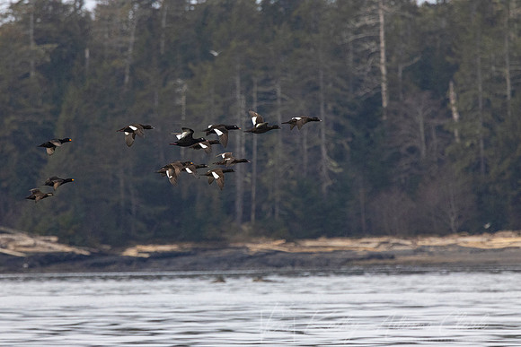 White-winged scoter KAC4800