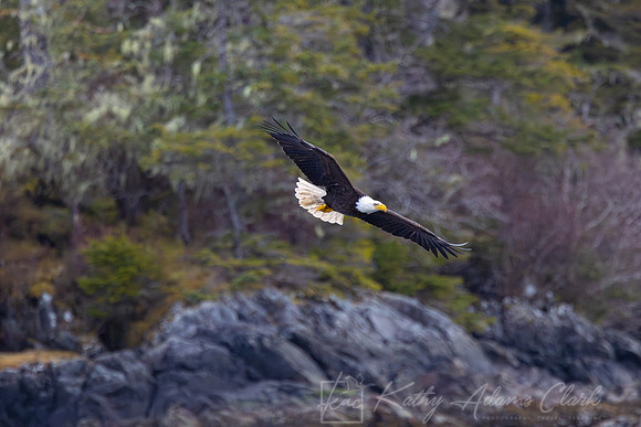 bald Eagle KAC2393-Enhanced-NR