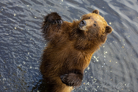 Brown bear KAC4274