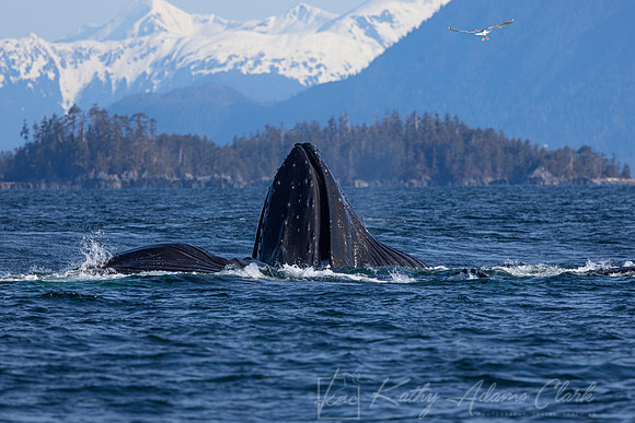 Humpback whale KAC3449