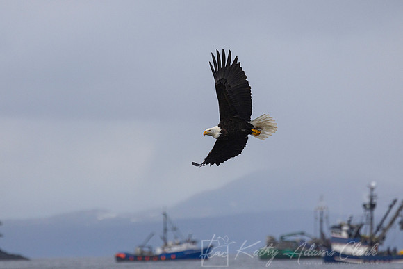 bald Eagle KAC2629
