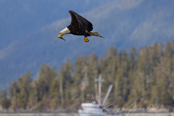 bald Eagle KAC2843