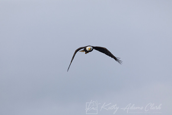 bald Eagle KAC2645