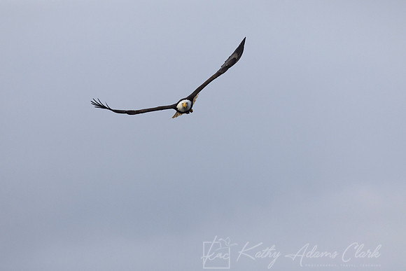 bald Eagle KAC2644