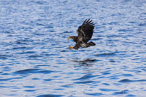 bald Eagle KAC2809