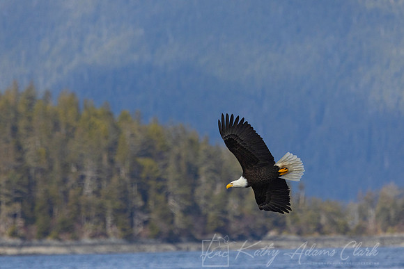 bald Eagle KAC2867