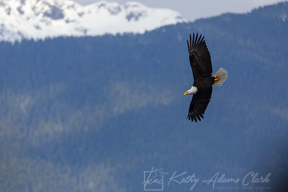 bald Eagle KAC2863