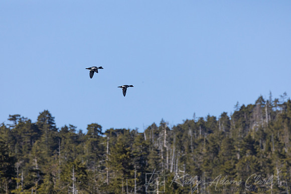 Barrow's goldeneye KAC4667