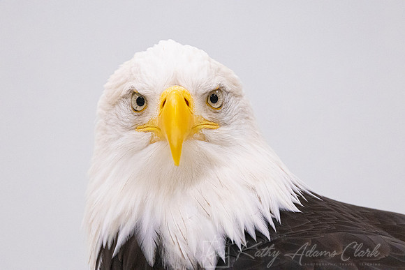 Bald eagle KAC4442