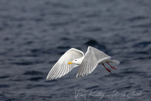 Glaucous-winged gull KAC4644