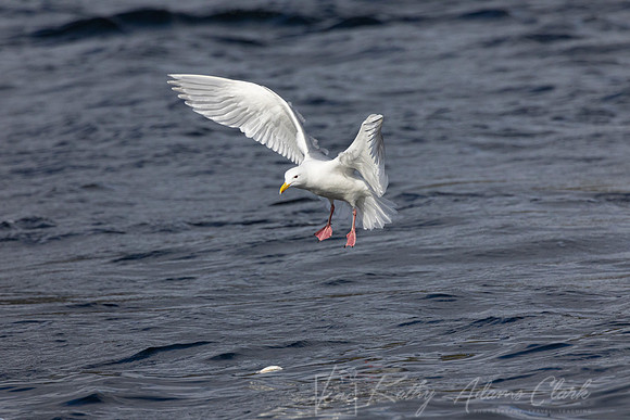 Glaucous-winged gull KAC4638