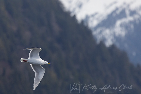 Glaucous-winged gull KAC3769