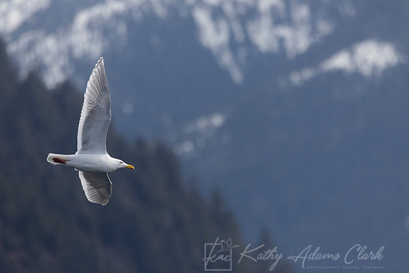 Glaucous-winged gull KAC3770