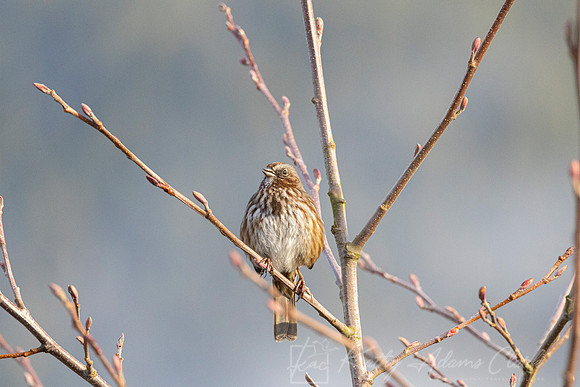 Fox Sparrow KAC3959