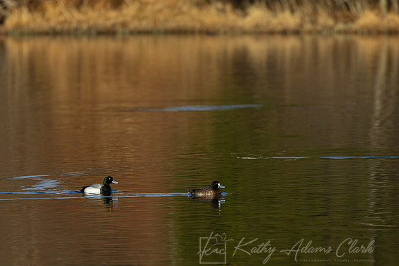 Greater scaup KAC1092
