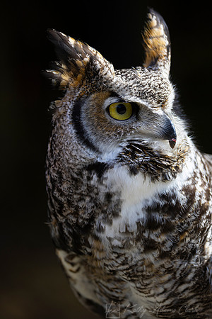 Great-horned owl KAC4376