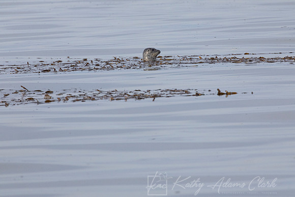 Harbor seal KAC1869