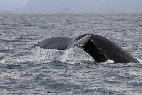 Humpback whale  KAC1634